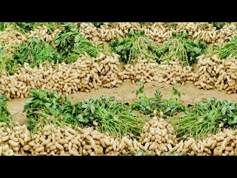 Peanut Agriculture Process, Peanut Harvesting, peanut cultivation processing, How to farming peanut