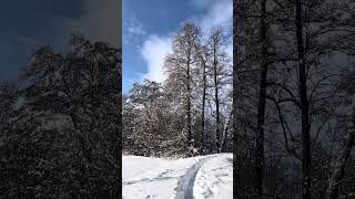 Nature inspiration - walking in the snow
