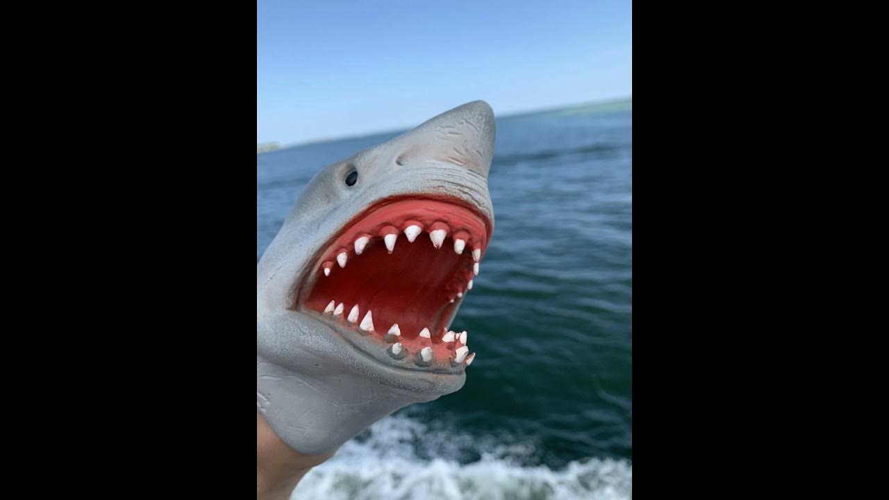shark puppet screaming sound effect YouTube