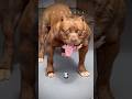 5 facts about dogs you didn’t know