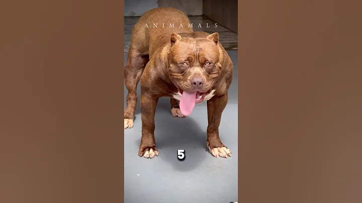 5 facts about dogs you didn’t know