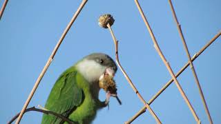 Psilopsiagon aymara (d´Orbigny, 1839) / Grey-hooded Parakeet