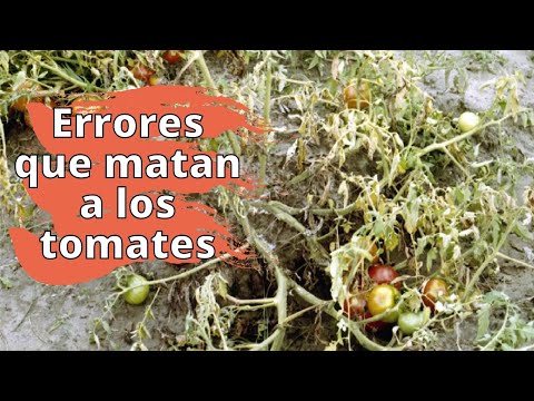 Video: Tizón tardío de las plantas de tomate: ¿puede comer tomates afectados por el tizón?