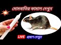 🔥 ইঁদুরের বংশ ধ্বংস হবে ঘরোয়া এই টোটকায়🔥rat killer//cockroach killer// home remedy// cleaning tips