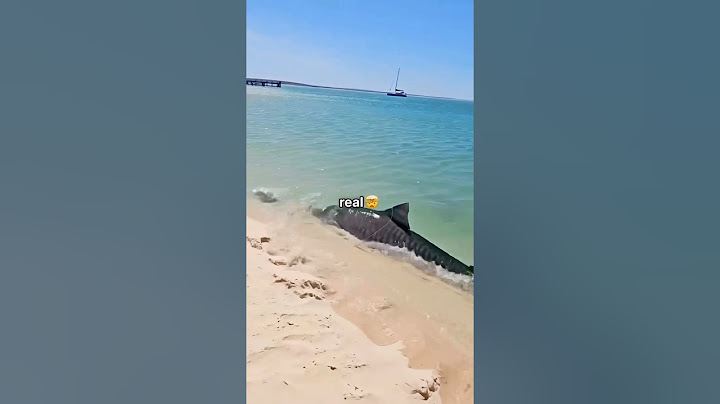 Encontré un Tiburón Real a la Orilla del Mar 🦈
