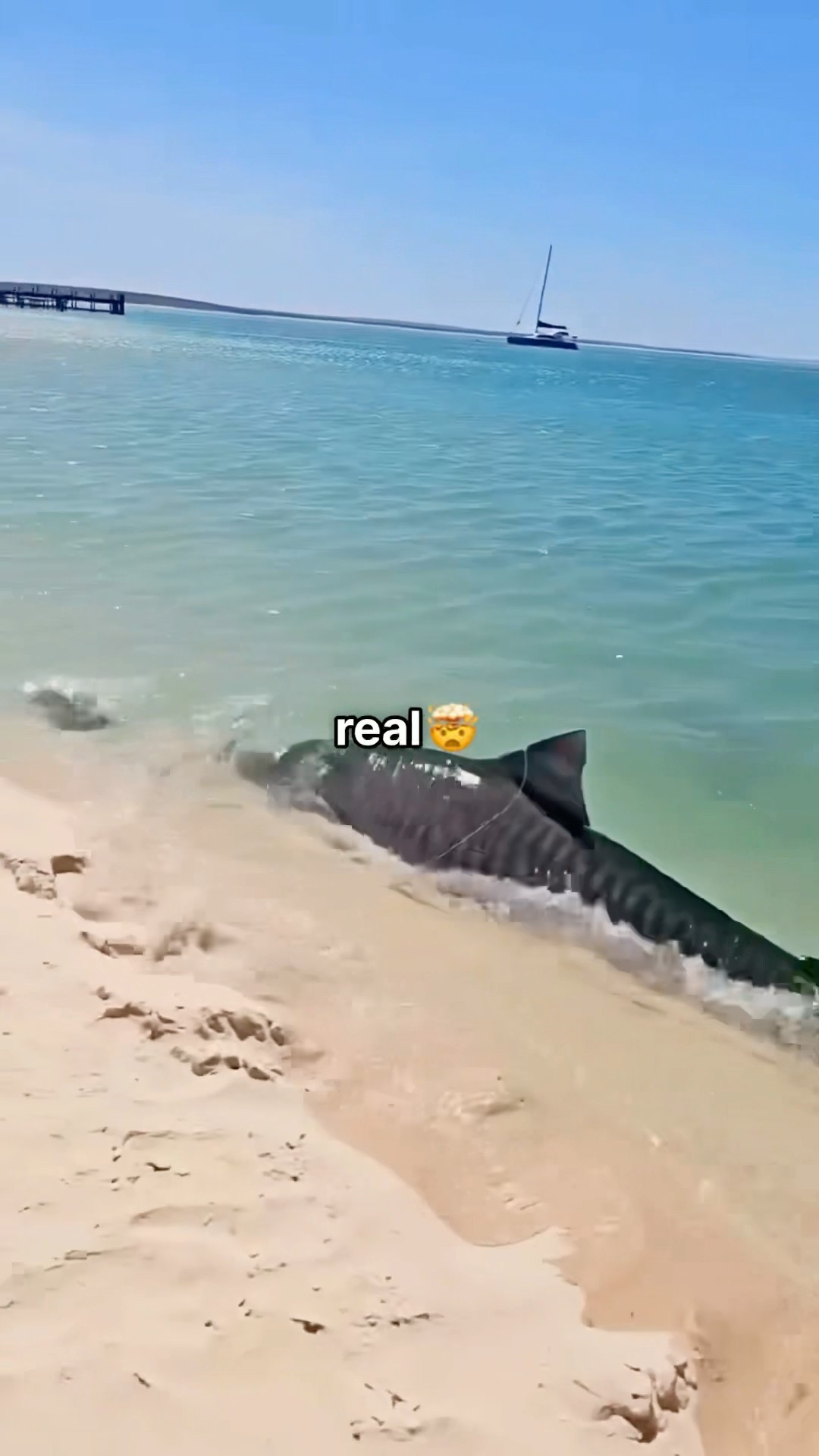Encontré un Tiburón Real a la Orilla del Mar ?