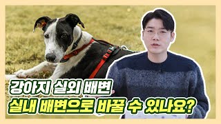 강아지 실외 배변, '실내 배변'으로 바꾸는 방법이 있나요? | 설채현 행동학 수의사