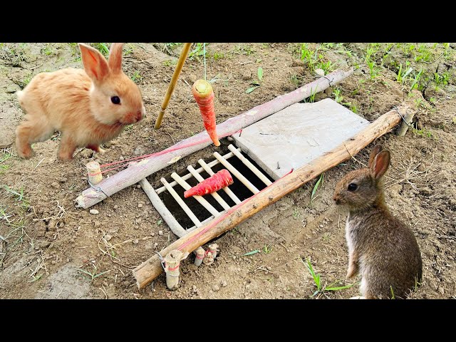 A Tripping Rabbit How To Make A Rabbit Trap - Infoupdate.org