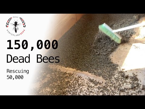 😢THOUSANDS OF DEAD BEES - But the colony was still flourishing.​