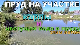 Чавкающие карпы в нашем домашнем пруду на участке