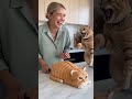 She Cuts a Cat Cake 🍰— and the Real Cat Freaks Out!Funny Cat Reaction | Viral Shorts #cat #animals
