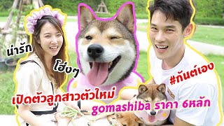 กันต์เอง - หมาชิบะตัวใหม่ราคาครึ่งล้าน ชื่อ....?