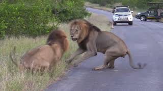 Lion Warns Brother To Back Off