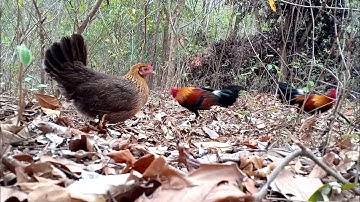 Bẫy gà trống rừng bằng gà mái mồi chạy về không lối thoát | Hoàng Thắng