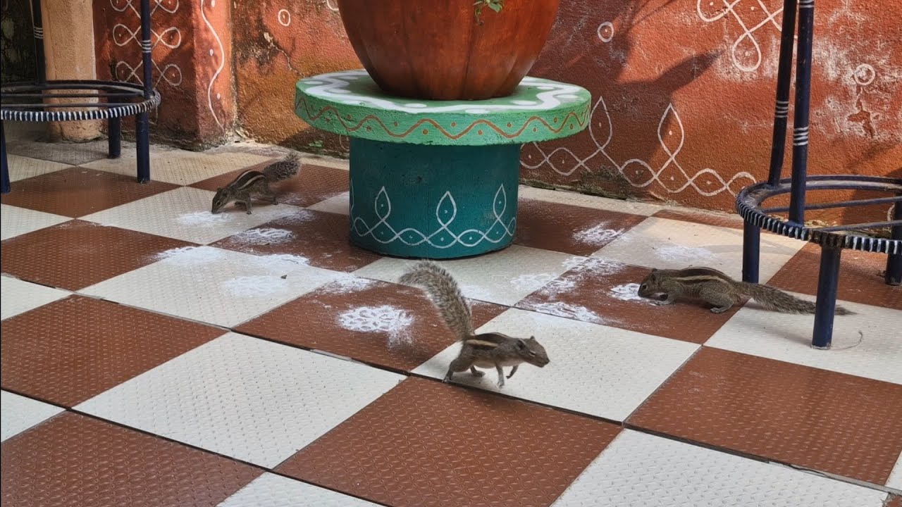 ముగ్గుపిండి కోసం ఉడతల సందడి