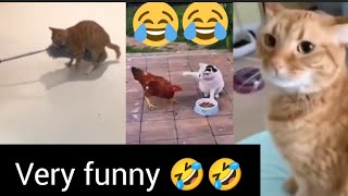 🤣😂try to hold your laugh 😂😂 | cats funniest moments 😹😂 | Berry straw 🍓