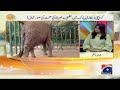 Madhubala the Elephant’s Critical Condition: Real Cause Revealed | Major Update