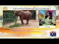 Madhubala the Elephant's Health Crisis: Real Cause Finally Revealed | Geo News