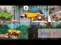 Exotic birds park kookyland | kallar fruit garden | TN - 43 | Mettupalayam