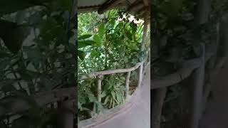SCOTCHIES JERK RESTAURANT  OCHO RIOS,JAMAICA  🇯🇲 MARCH 2022
