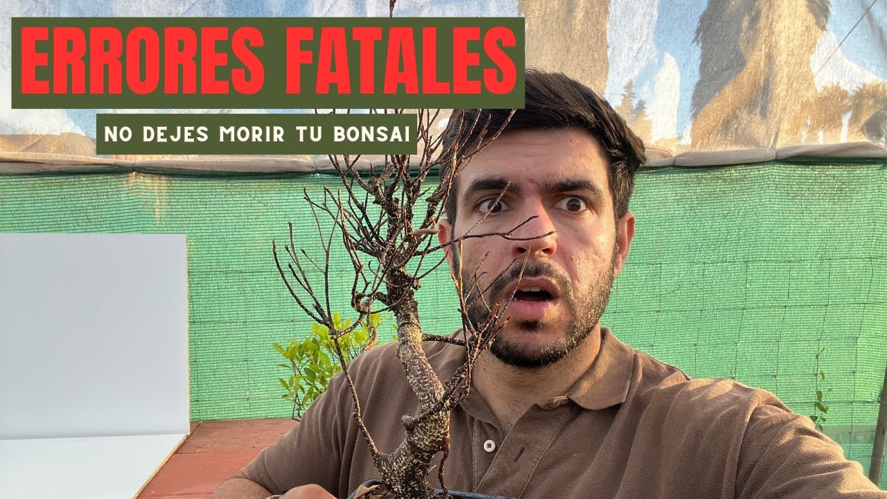 Evita estos 5 ERRORES FATALES al cuidar tu primer Bonsái