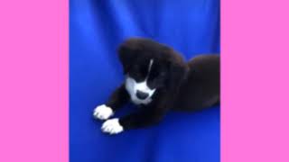 Another Video Star Edit Watch