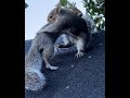 Rescued baby squirrels go outside for the first time . Cute baby squirrels update