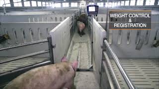 Cima Control Pig