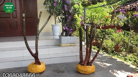 Phôi sim rừng giá rẻ bầu nguyên bản.Hoa bạn và tôi