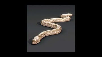 Snake 3D model | Animals Reptile 3D model | max, 3ds, obj, c4d, lwo