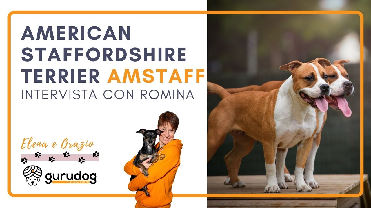 Amstaff: quello che c'è da sapere su questa razza con Romina di AMSTAFF SPECIALIST - GuruDog