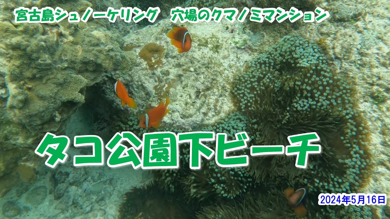 宮古島シュノーケリング 穴場のクマノミマンション タコ公園下ビーチ