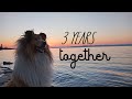 3 years together - Rough collie Thunder の動画、YouTube動画。