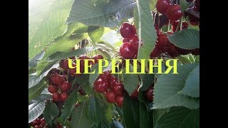 ЧЕРЕШНЯ