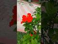 #flowers🌹🌻🌺#flower short video#flower decoration#flower drawing#flower photo#flower name#garden#love