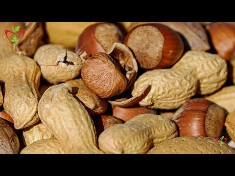 Hazelnut || Hazelnuts Benefits || Health Benefits Of Hazelnuts