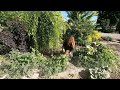 The Chicken Coop Flower Bed Needed Some Attention! 🌿✂️ // Garden Answer