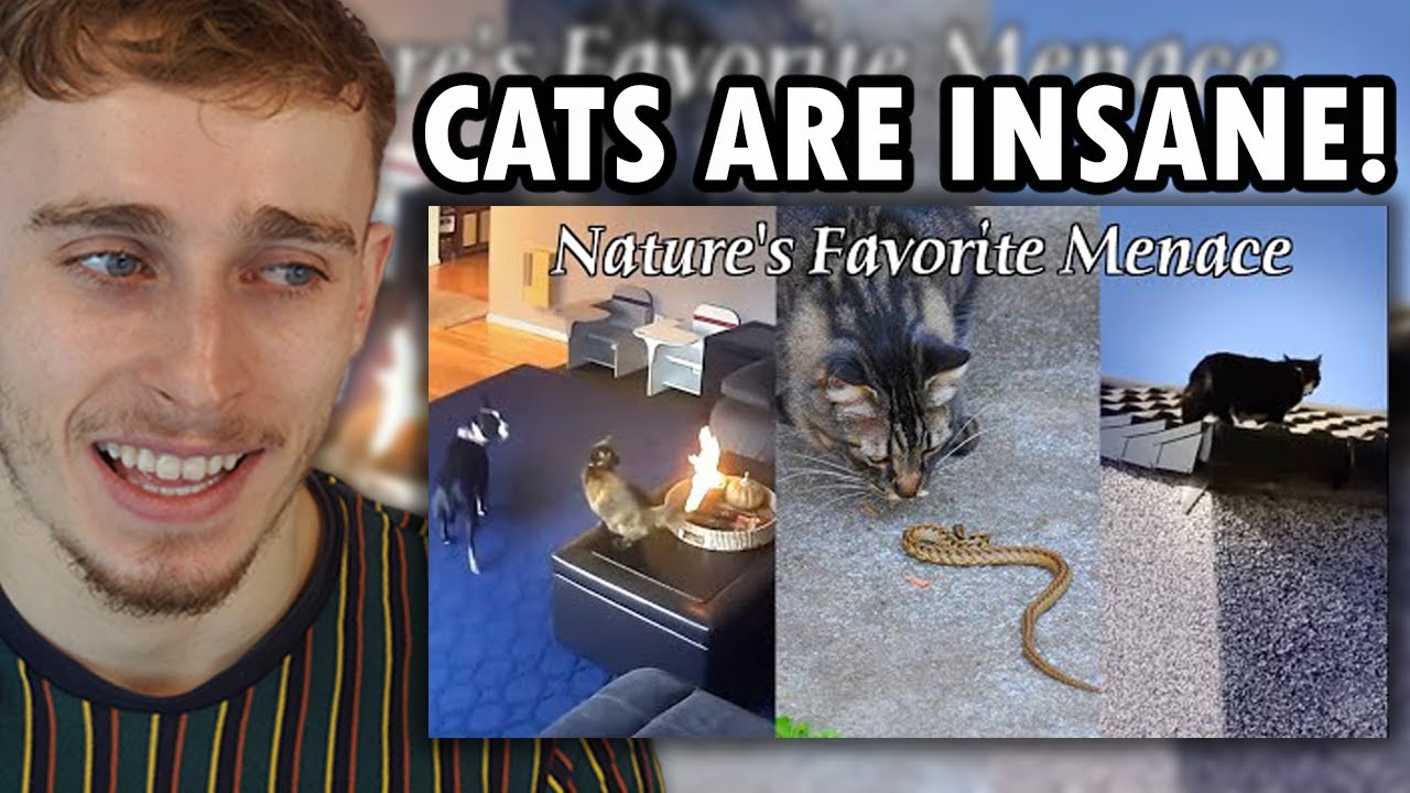 Reacting to The Insane Plot Armor of Cats