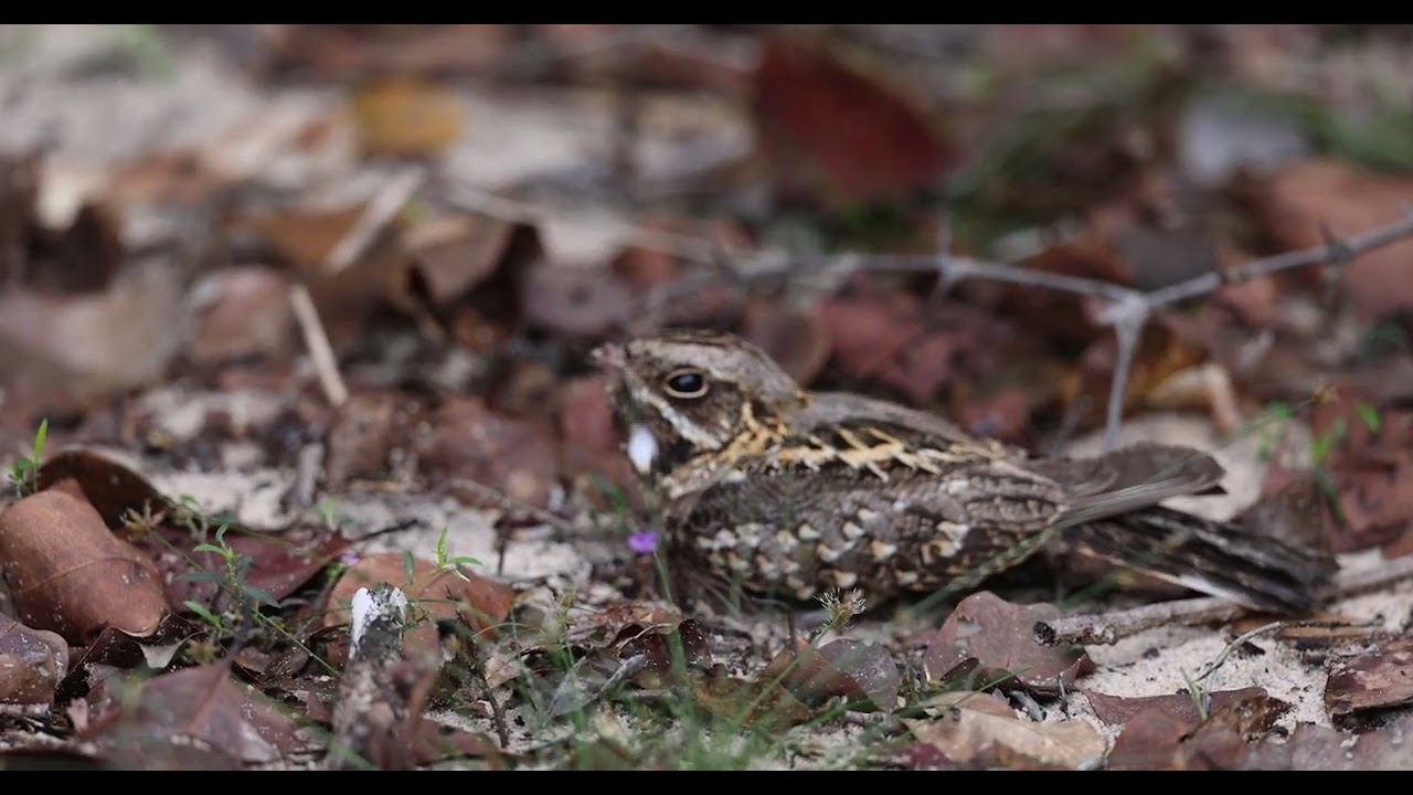 Indian Nightjar calling