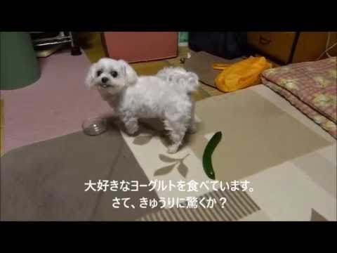 犬はきゅうりに驚くか 試してみました Cute Maltese Dog Youtube