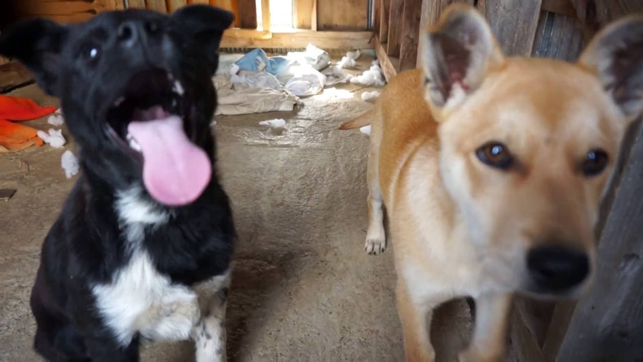 おやつをもらう野犬の保護子犬 お座りできるよ♪のこまち 待ちきれないの♪なこつぶ YouTube