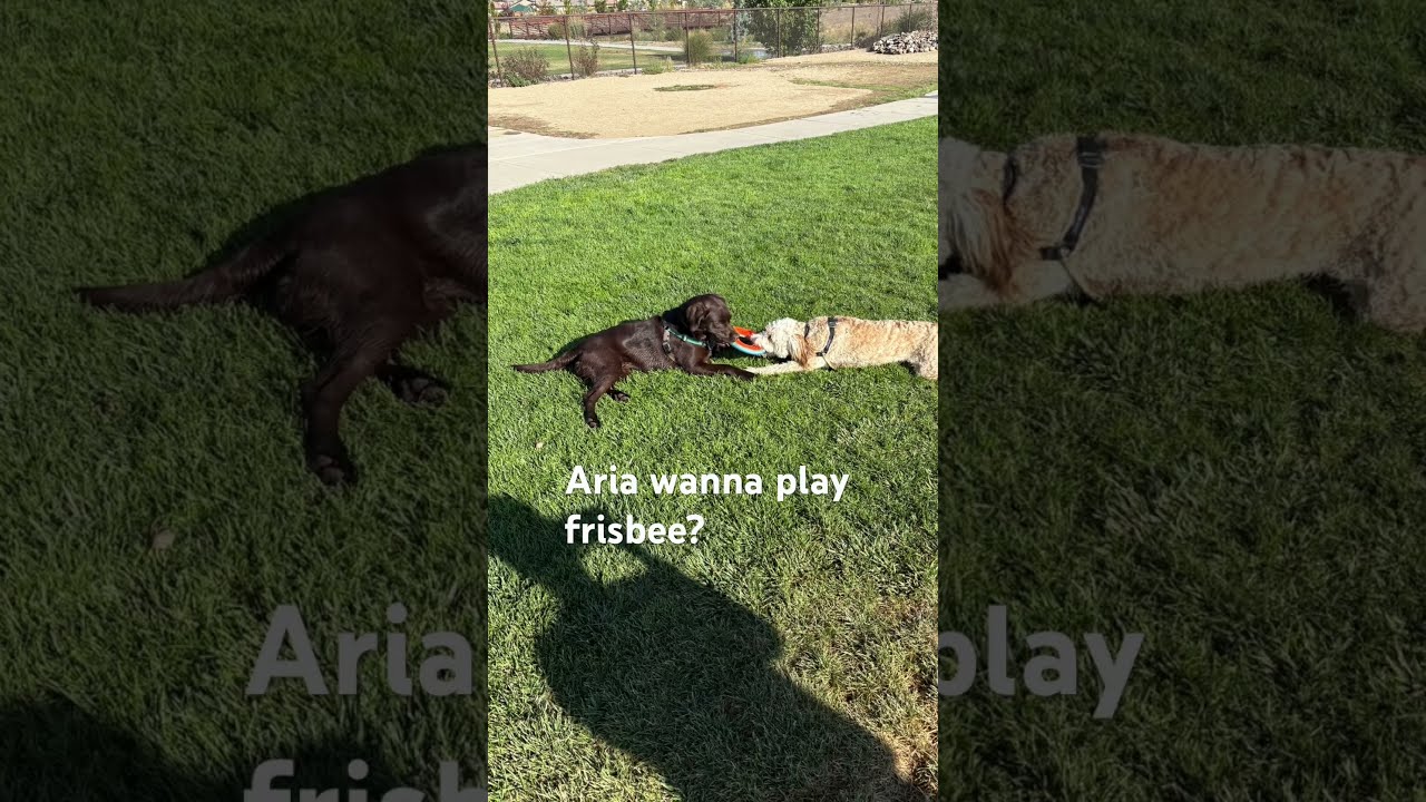 Bentlee And Aria Having Fun At The Dog Park Again Bentleethebernedoodle