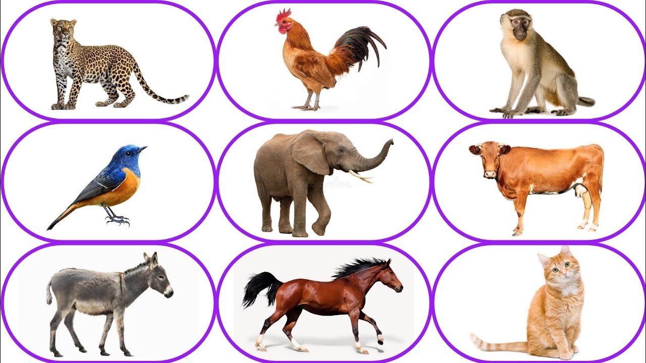 Guess the animal sound in 10 seconds quiz challenge - YouTube