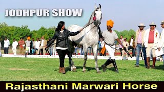 Horse Marwari ll Horse Show Jodhpur 2020 ll  ring Show जोधपुर हॉर्स शो-2020