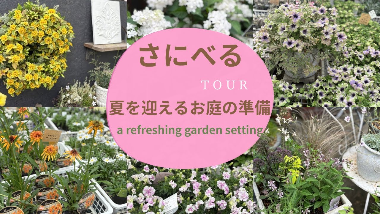 さにべる🌻おしゃれサルビア祭り𓆸涼を呼ぶ寄せ植え𓆸夏を迎えるお庭の準備