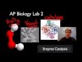 Catalase Enzyme Action and Experimentation in Biological Processes