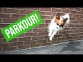How To Train Your Dog To Jump Off A Wall ( Parkour ) // Percy the Papillon Dog