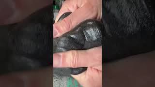 magnetic creature? #science #tech #diy #magnetic