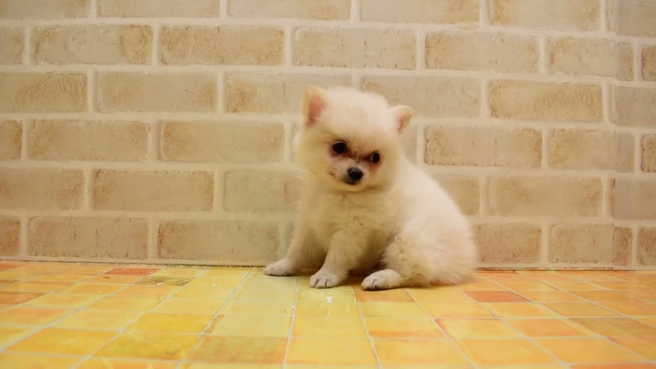 ポメチー ポメラニアン チワワ ホワイト 男の子 子犬販売 詳細 ペットショップ ワンラブ ポメチー ポメラニアン チワワ ホワイト 男の子 子犬販売 詳細 ペットショップ ワンラブ