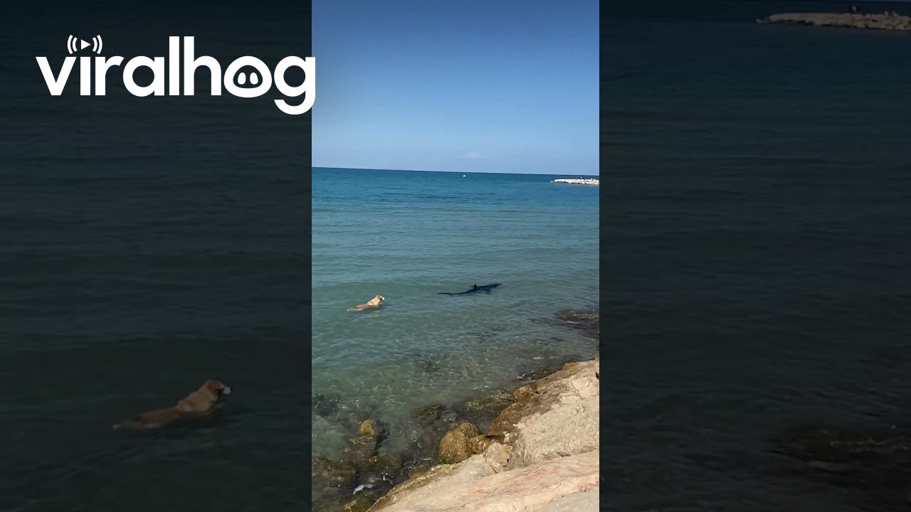 Dog Swims Toward Shark || ViralHog